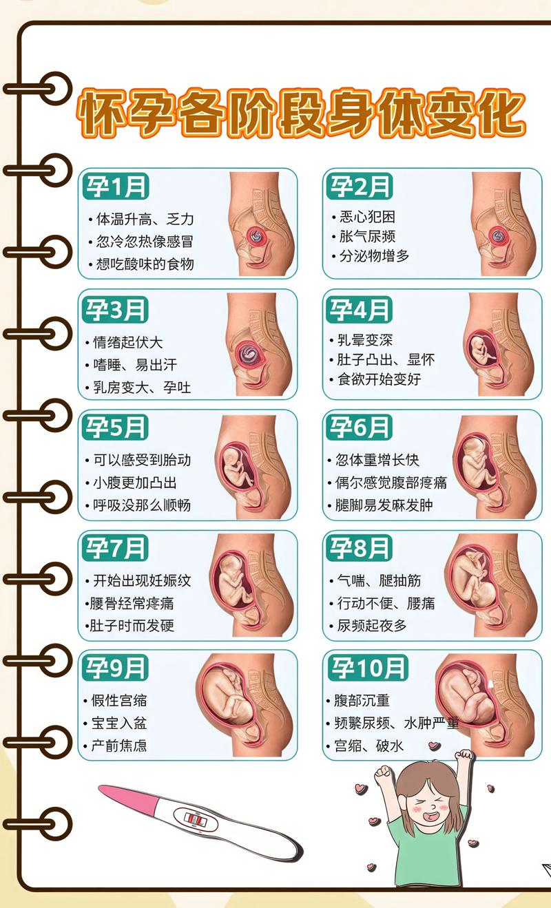 揭秘供卵代孕妈妈怀孕小腹分两节，孕期变化的奥秘荆门代生机构: